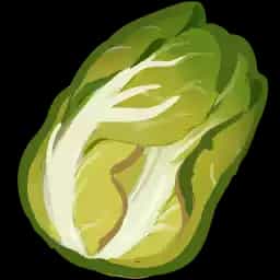 napa cabbage